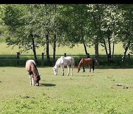 Il Monolocale Apartment *